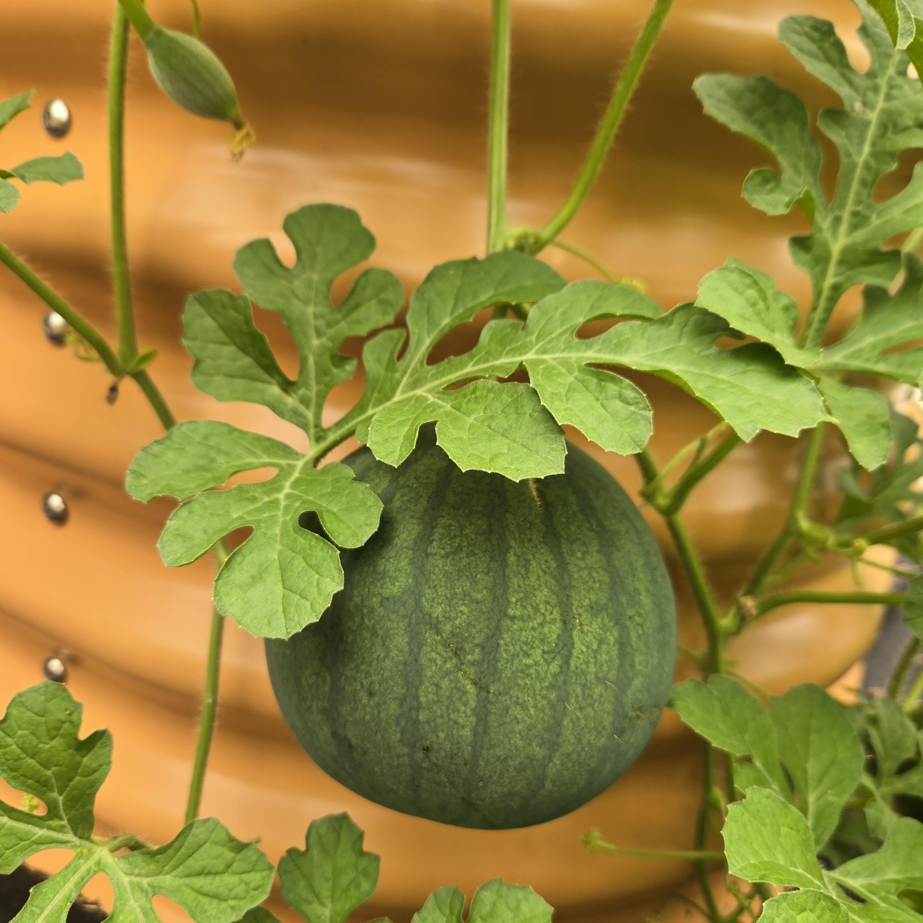 home grown, Mother Earth, sun, rain